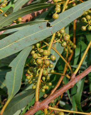 Fotografia 14 da espécie Eucalyptus camaldulensis no Jardim Botânico UTAD