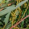 Fotografia 14 da espécie Eucalyptus camaldulensis do Jardim Botânico UTAD