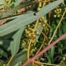 Fotografia 14 da espécie Eucalyptus camaldulensis do Jardim Botânico UTAD