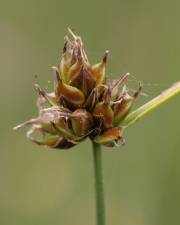 Fotografia da espécie Carex oedipostyla