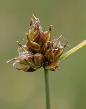 Fotografia 1 da espécie Carex oedipostyla no Jardim Botânico UTAD