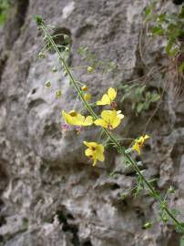 Fotografia da espécie Verbascum levanticum