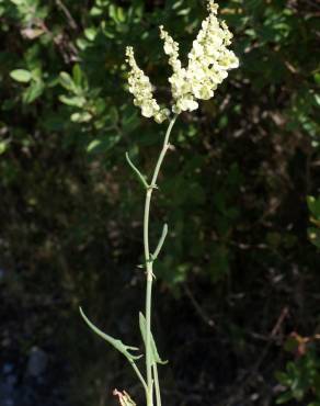 Fotografia 8 da espécie Rumex intermedius no Jardim Botânico UTAD
