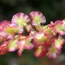 Fotografia 15 da espécie Rumex intermedius do Jardim Botânico UTAD