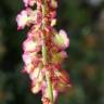 Fotografia 16 da espécie Rumex intermedius do Jardim Botânico UTAD