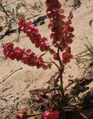 Rumex intermedius