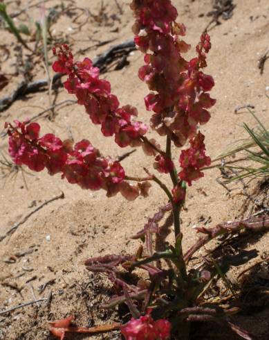 Fotografia de capa Rumex intermedius - do Jardim Botânico