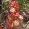 Fotografia 18 da espécie Rumex intermedius do Jardim Botânico UTAD