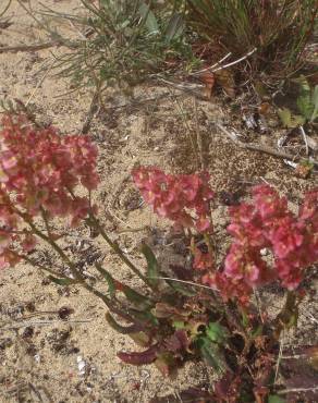 Fotografia 19 da espécie Rumex intermedius no Jardim Botânico UTAD