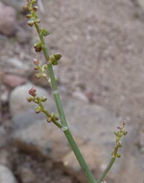 Fotografia 5 da espécie Rumex induratus no Jardim Botânico UTAD