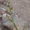 Fotografia 5 da espécie Rumex induratus do Jardim Botânico UTAD