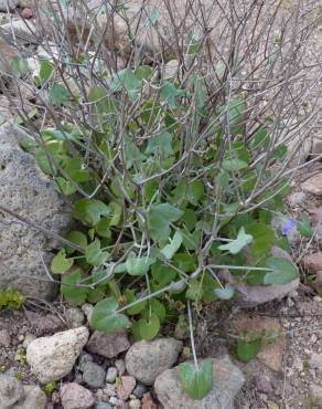 Fotografia 7 da espécie Rumex induratus no Jardim Botânico UTAD