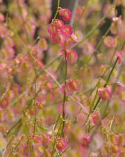 Fotografia da espécie Rumex induratus