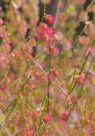 Fotografia da espécie Rumex induratus