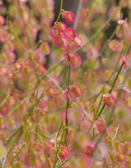 Rumex induratus