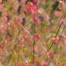 Fotografia 1 da espécie Rumex induratus do Jardim Botânico UTAD