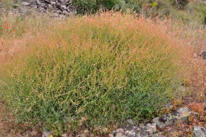 Fotografia da espécie Rumex induratus