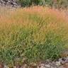 Fotografia 8 da espécie Rumex induratus do Jardim Botânico UTAD