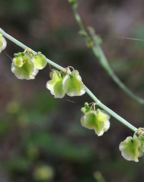 Fotografia 9 da espécie Rumex induratus no Jardim Botânico UTAD