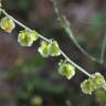 Fotografia 9 da espécie Rumex induratus do Jardim Botânico UTAD