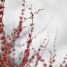 Fotografia 10 da espécie Rumex induratus do Jardim Botânico UTAD