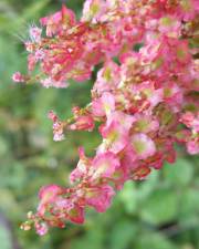 Fotografia da espécie Rumex thyrsoides