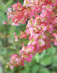 Rumex thyrsoides