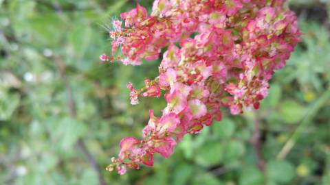 Fotografia da espécie Rumex thyrsoides