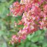 Fotografia 1 da espécie Rumex thyrsoides do Jardim Botânico UTAD