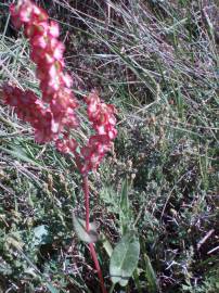 Fotografia da espécie Rumex thyrsoides