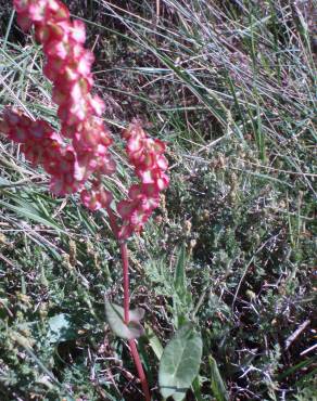 Fotografia 2 da espécie Rumex thyrsoides no Jardim Botânico UTAD