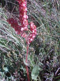 Fotografia da espécie Rumex thyrsoides