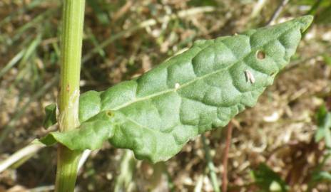 Fotografia da espécie Rumex thyrsoides