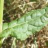 Fotografia 4 da espécie Rumex thyrsoides do Jardim Botânico UTAD