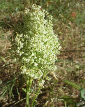 Fotografia 8 da espécie Rumex thyrsoides no Jardim Botânico UTAD