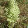 Fotografia 8 da espécie Rumex thyrsoides do Jardim Botânico UTAD