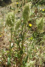 Fotografia da espécie Rumex thyrsoides