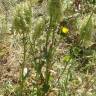 Fotografia 9 da espécie Rumex thyrsoides do Jardim Botânico UTAD