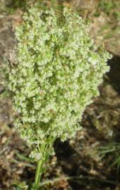 Fotografia da espécie Rumex thyrsoides