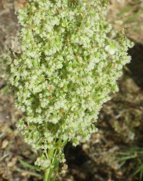 Fotografia 10 da espécie Rumex thyrsoides no Jardim Botânico UTAD