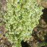 Fotografia 10 da espécie Rumex thyrsoides do Jardim Botânico UTAD