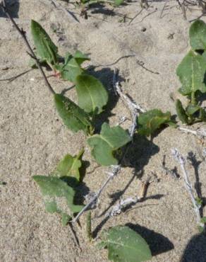 Fotografia 3 da espécie Rumex roseus no Jardim Botânico UTAD