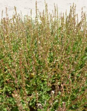 Fotografia 4 da espécie Rumex roseus no Jardim Botânico UTAD