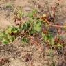 Fotografia 5 da espécie Rumex roseus do Jardim Botânico UTAD