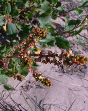 Fotografia 7 da espécie Rumex roseus no Jardim Botânico UTAD