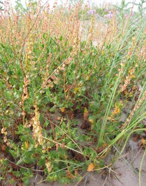 Fotografia 8 da espécie Rumex roseus no Jardim Botânico UTAD