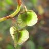 Fotografia 9 da espécie Rumex roseus do Jardim Botânico UTAD