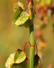 Fotografia da espécie Rumex roseus