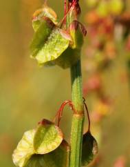 Rumex roseus