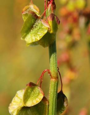 Fotografia 1 da espécie Rumex roseus no Jardim Botânico UTAD